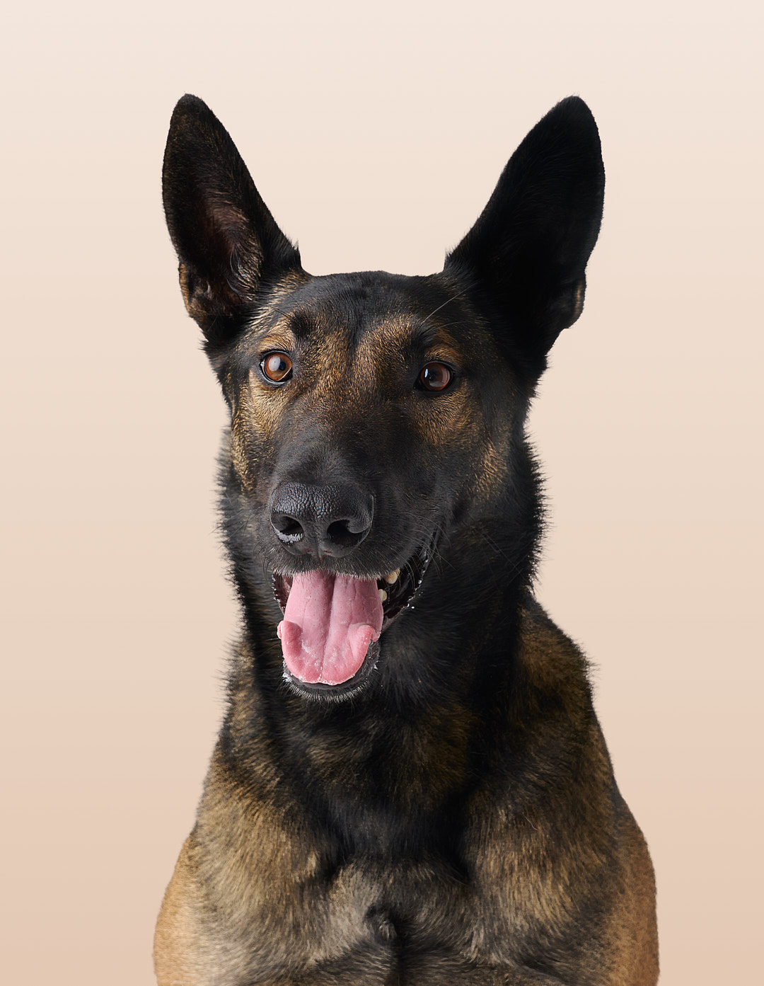 Retrato de perro para exposición